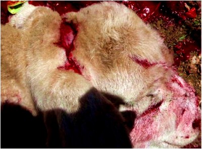 Image of lamb skin abnormality on <em>post-mortem</em>