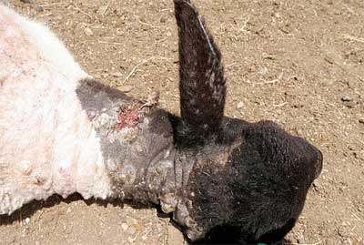 Image of sheep neck with skin lesions