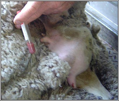 Image of collected abnormal sheep milk