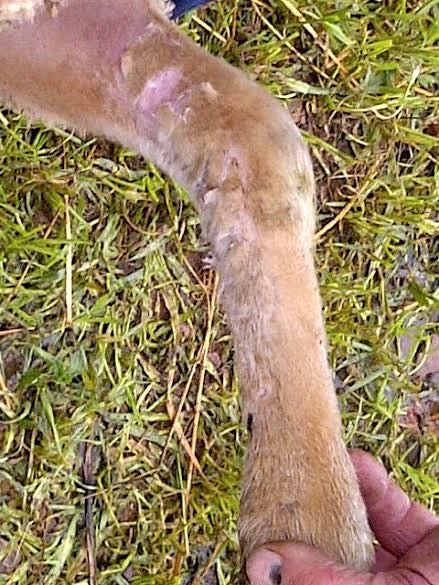 Image of sheep leg with skin abnormality