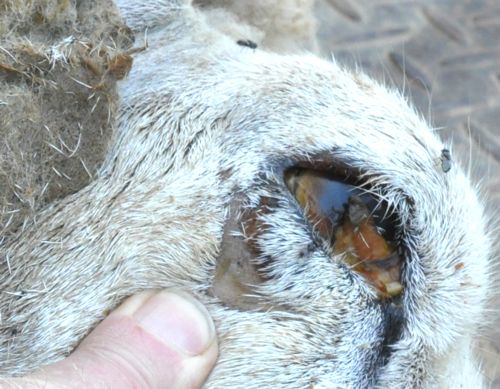 Image of sheep eye <em>post-mortem</em>