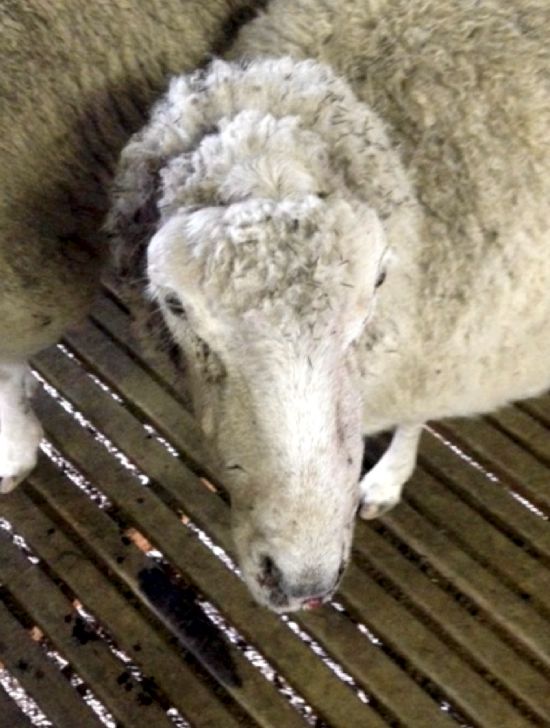 Image of sheep with no ears