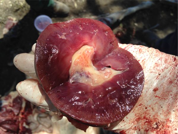 Image of excised sheep kidney <em>post-mortem</em>