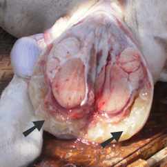 Image of ram scrotum incised <em>post-mortem</em>