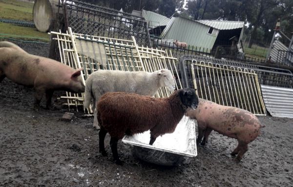 Image of sheep and pigs co-habiting