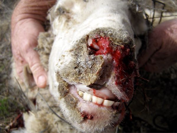 Image of sheep muzzle lesions