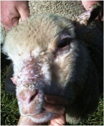 Image of lamb face with healing lesions