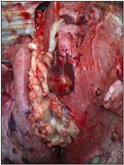Image of sheep lung <em>post mortem</em> with abscessation