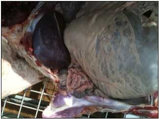 Image of distended sheep bladder <em>post mortem</em>