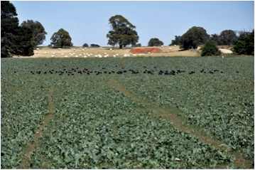 Image of paddock of forage brassica