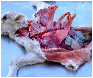 Image of lamb <em>post-mortem</em>