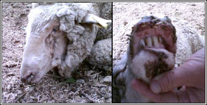 Image of sheep snout with crusty lesions