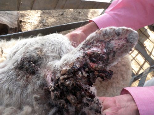 Image of sheep ear with skin lesions