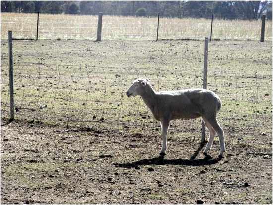 Image of pensive lone sheep in paddock