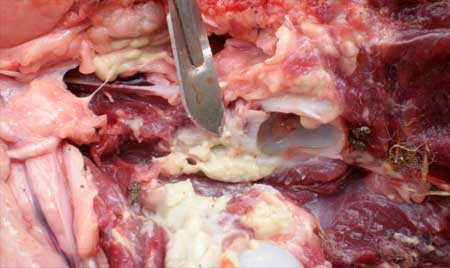 Image of sheep spinal abscess <em>post-mortem</em>