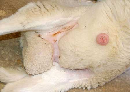 Image of swollen sheep prepuce