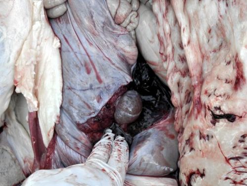 Image of sheep uterus  <em>post-mortem</em>