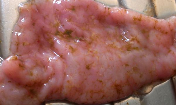 Image of mucosal surface of sheep small intestine with exudate <em>post-mortem</em>