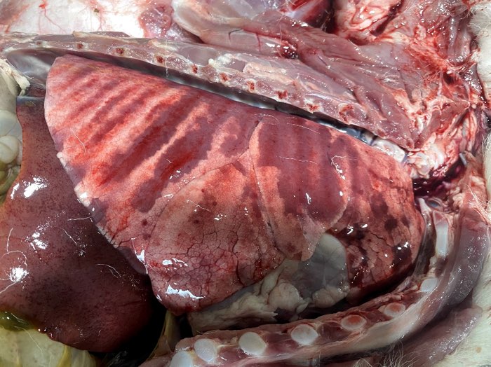 Image of lamb post-mortem showing pulmonary oedema