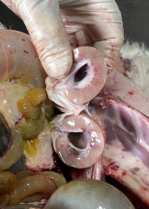 Image of lamb post-mortem showing hydronephorsis