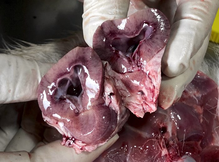 Image of lamb post-mortem showing hydronephrosis with cortical striations