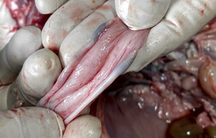 Image of lamb post-mortem showing regressed umbilical arteries