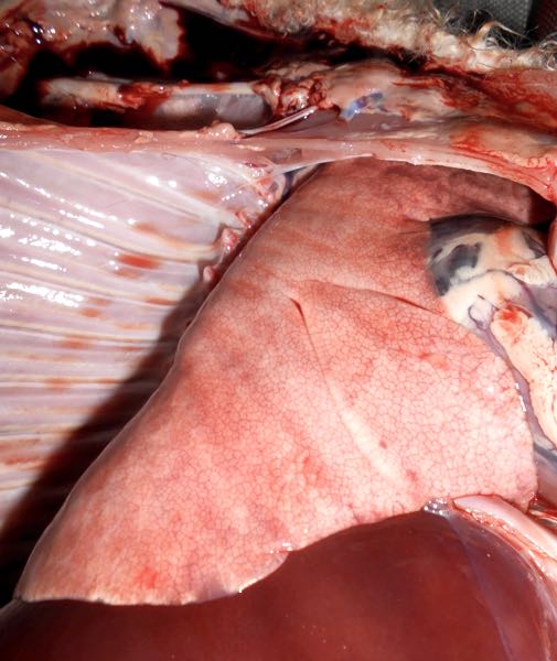 campylobacter abortion sheep gross pathology lung