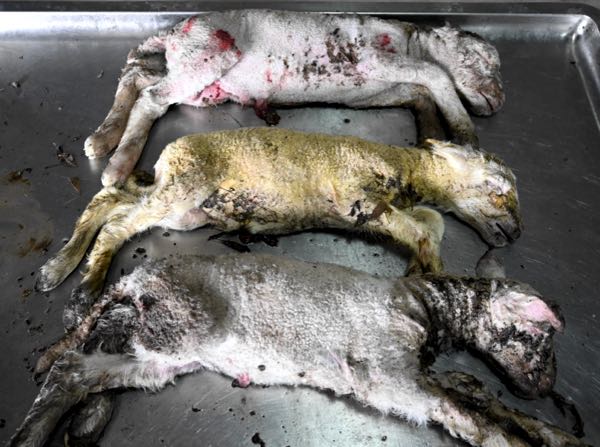 Image of three lambs born premature