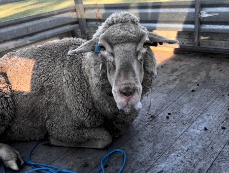 Image of merino sheep with excessive salivation