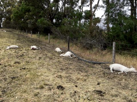 Image of dead sheep in paddock