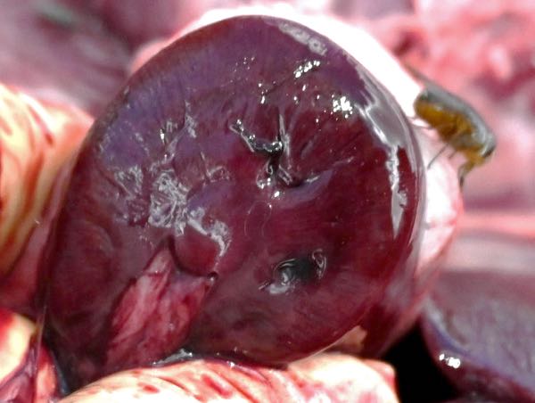 Image of ovine kidney, red and soft