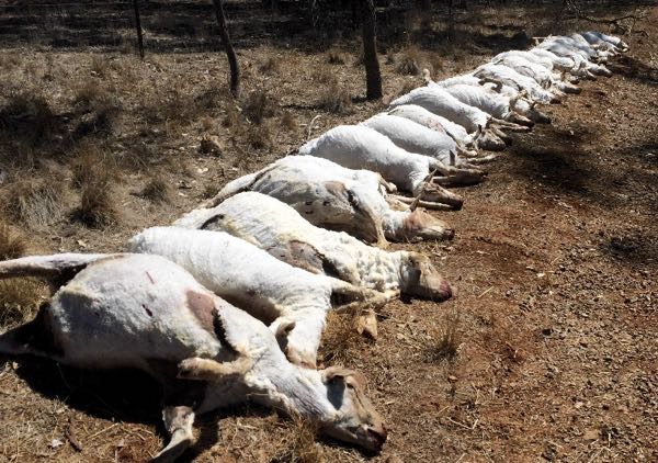 Image of bloated dead ewes