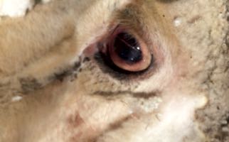 Image of sheep eye with blood in anterior chamber