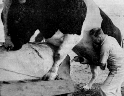 Image of semen collection from a bull 1954