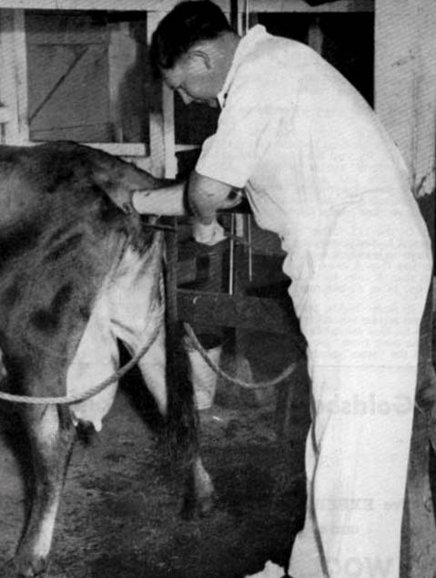 Image of artificial insemination of a cow 1954