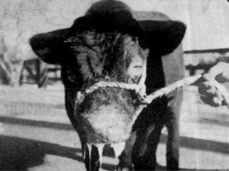 Image of bovine with catarrhal disease 1955