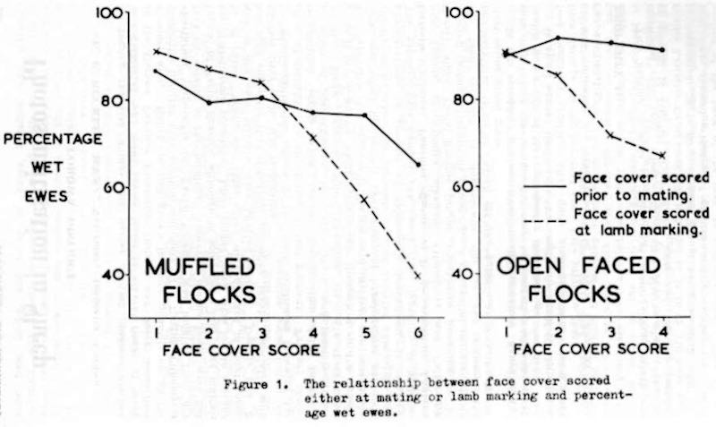 graphs of sheep wool face cover