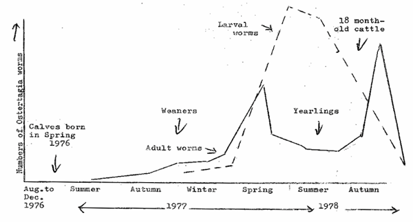 Chart of intestinal worm output