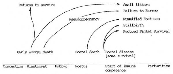 Chart ppv pathogenesis