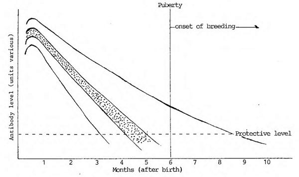 Graph of decline in maternal antibody to PPV