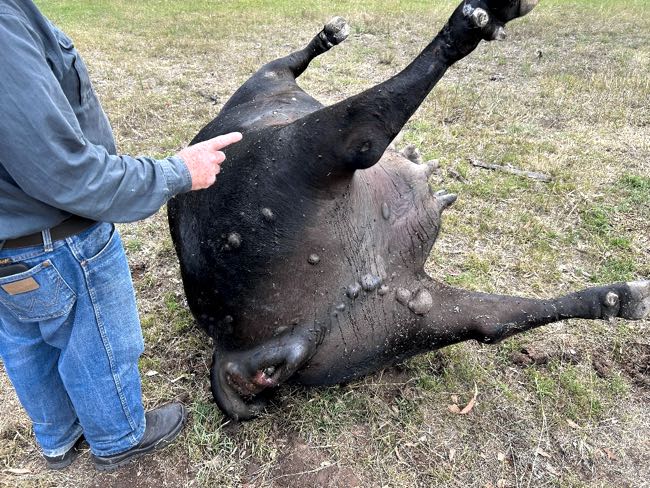 Image of dead black cow with bubbles under the skin