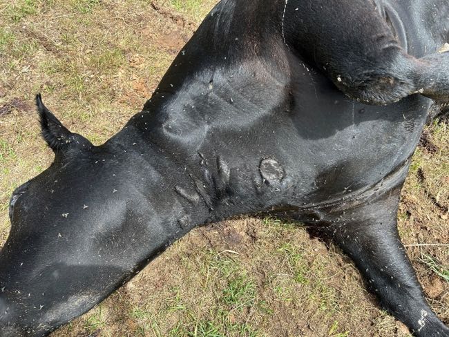 Image of dead black cow with bubbles under the skin