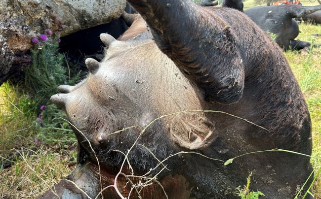 Image of dead black cow with bubbles under the skin