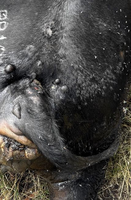 Image of dead black cow with bubbles under the skin