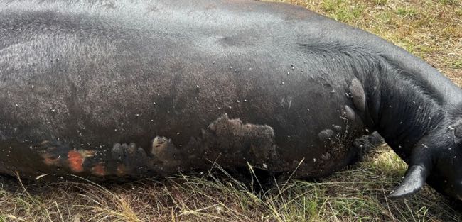 Image of dead black cow with bubbles under the skin