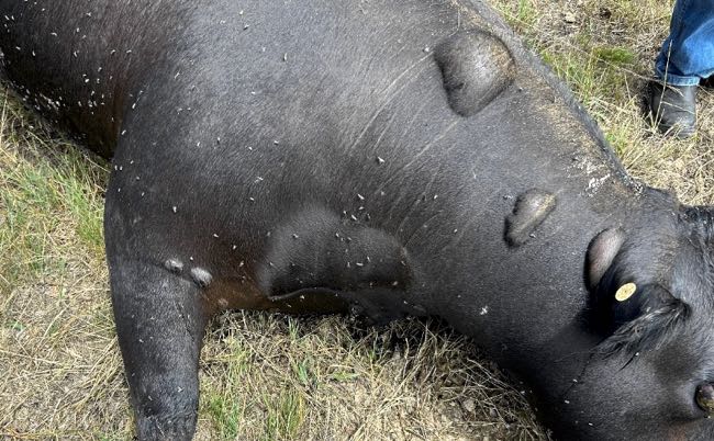 Image of dead black cow with bubbles under the skin