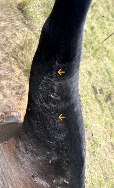 Image of dead cow with linear singe mark on inside leg