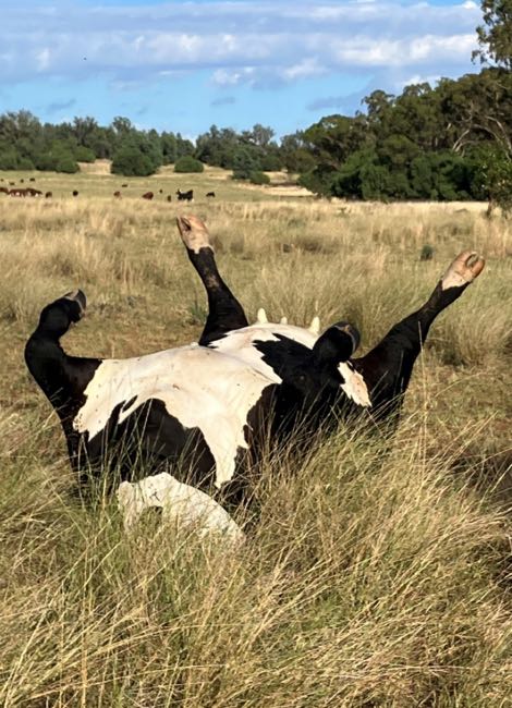 Image of dead cow with legs splayed