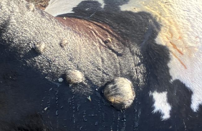 Image of dead cow with skin with bubbles under the skin