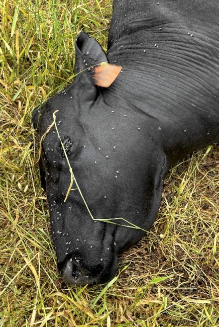 Image of dead black cow in paddock showing head